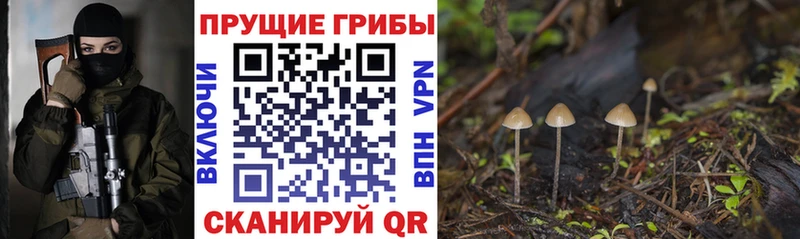 Псилоцибиновые грибы Psilocybe  Купить  Орлов 
